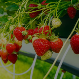 IP기반 프리미엄 품종