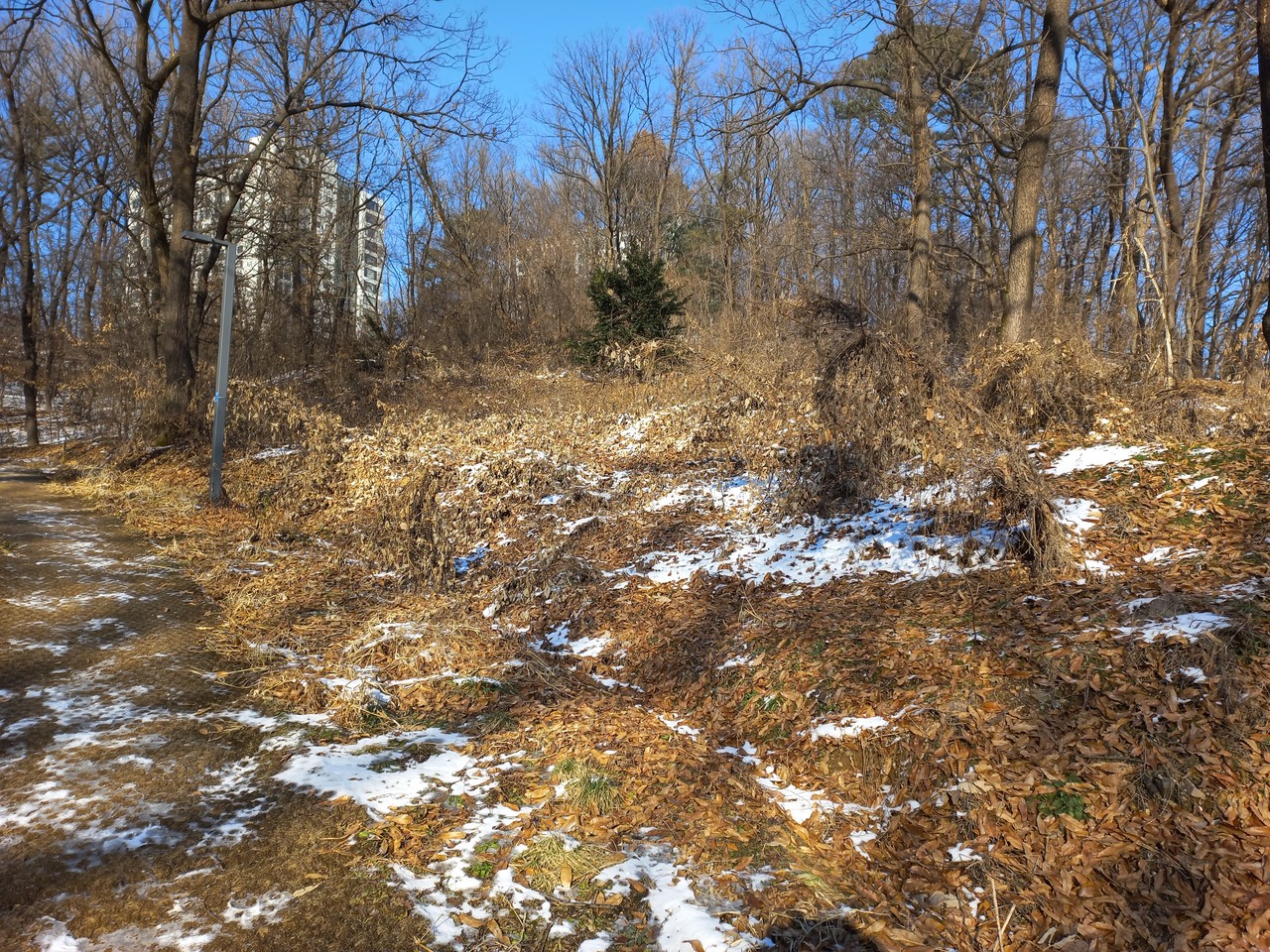 수원 영흥숲 임연지 훼손부 식생복원