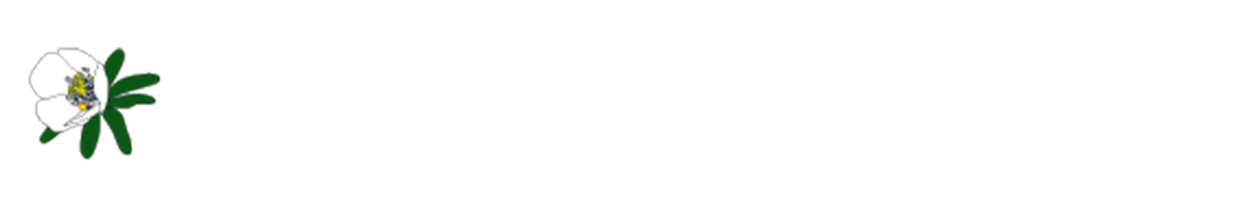 스테이변산바람꽃