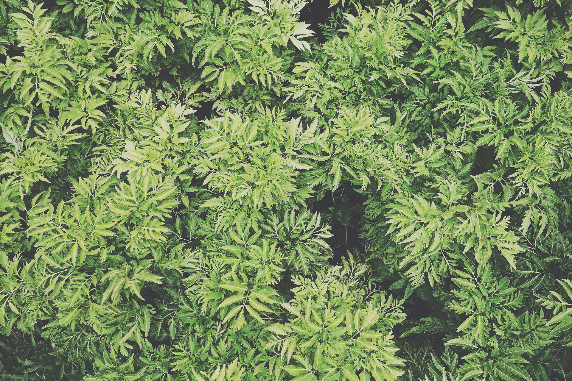 <div style="background:rgba(0,0,0,0.45); padding:10px 8px 8px 8px ; border-radius:12px; line-height:1.5;">   <span style="font-size:16px; font-weight:800; color:#ffffff; letter-spacing:-1.5px;">🌿자연·에코·힐링</span><br>   <span style="font-size:11px;font-weight:300;  color:#f1f1f1; letter-spacing:-1.5px;">스리랑카·부탄·히말라야에서<br>숨과 쉼을</span> </div>