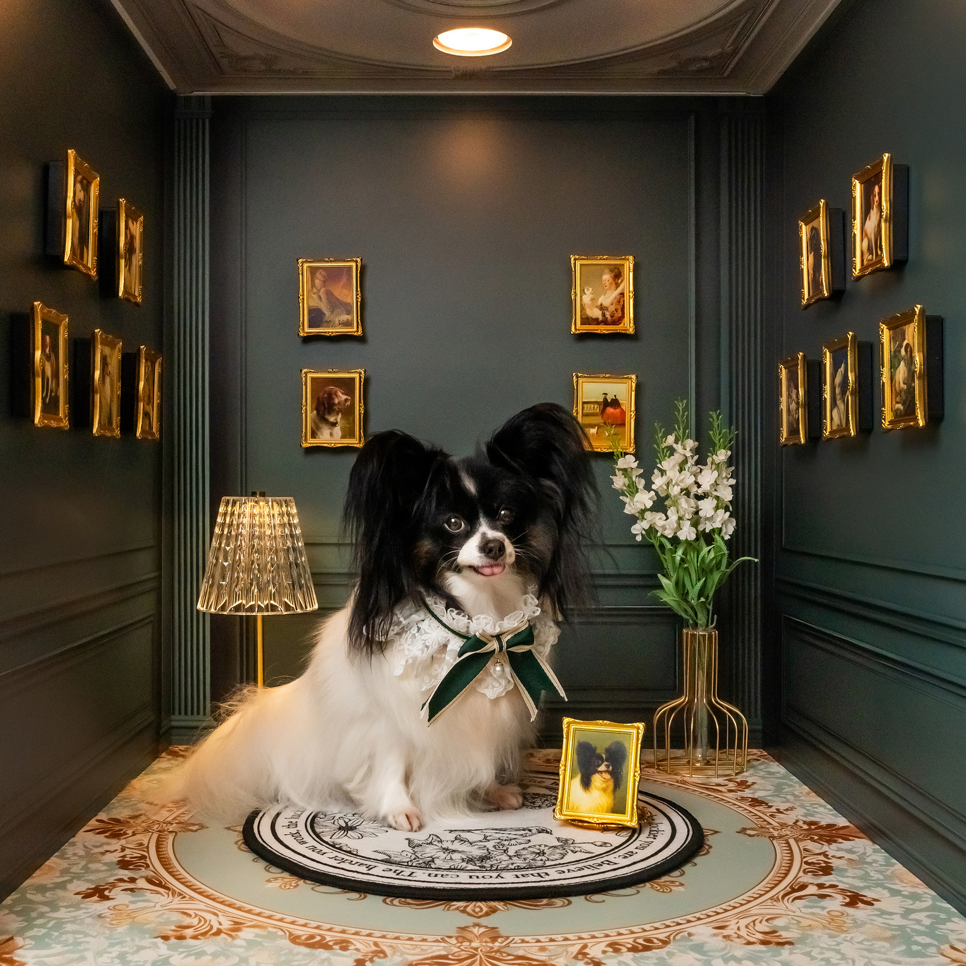 3355스튜디오 강아지 컨셉사진