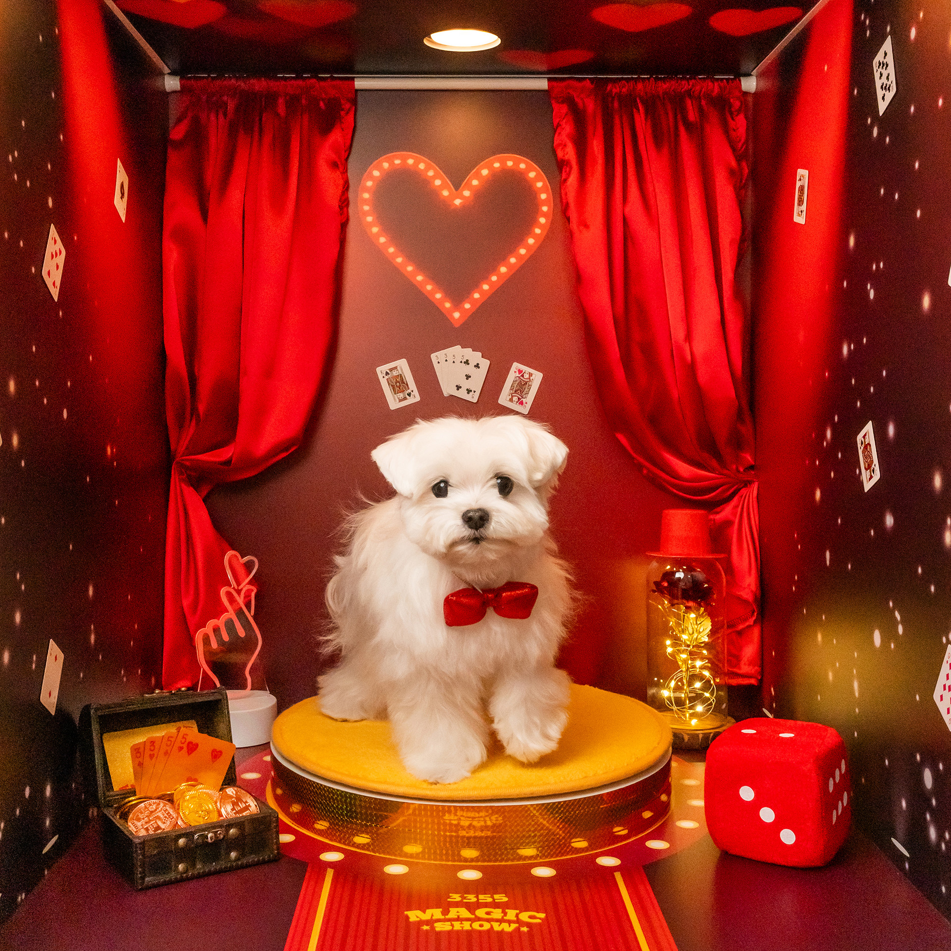 3355스튜디오 강아지 컨셉사진