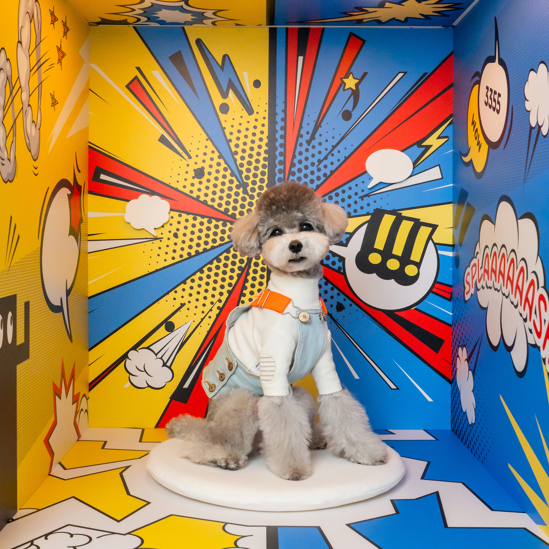 3355스튜디오 강아지 컨셉사진