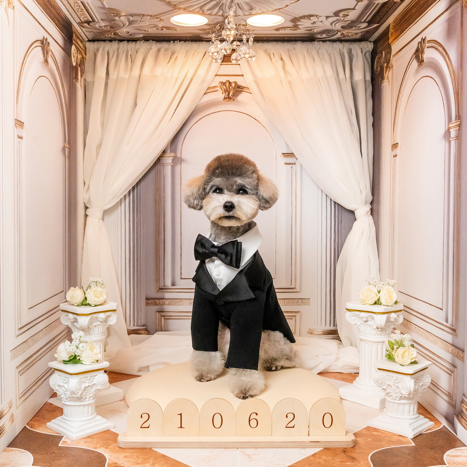 3355스튜디오 강아지 생일사진