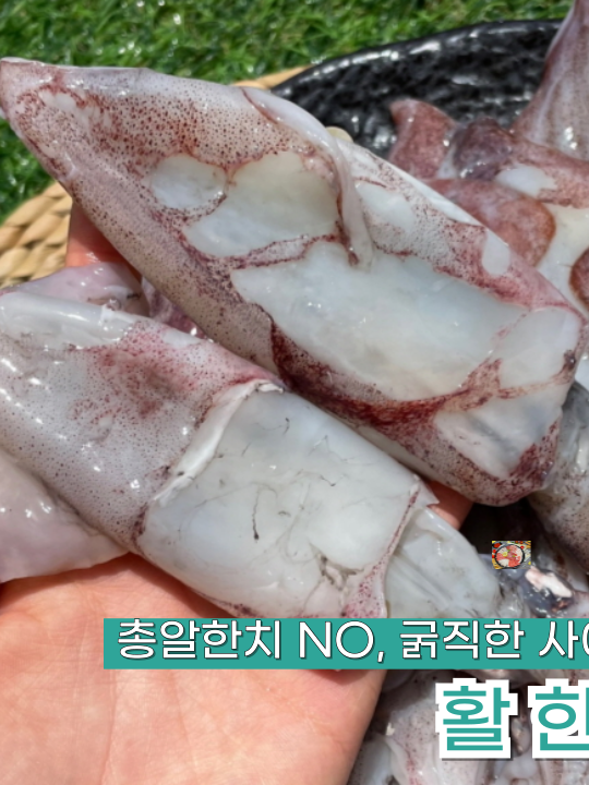 국내산 횟감 활 한치 1kg｜당일채낚이 생물｜회·통찜 가능