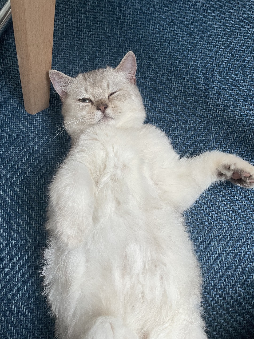 건강해보이는 고양이의 20%는 질병을 숨기고 있습니다