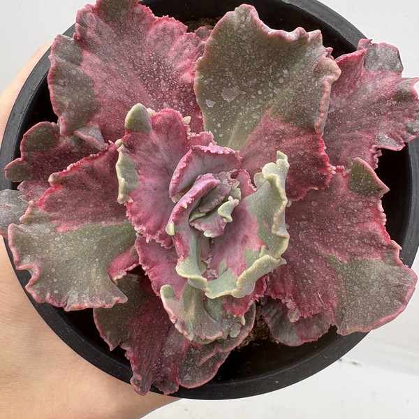 Echeveria Purple Lace Variegated-65 : DK Succulents Korea- Rare