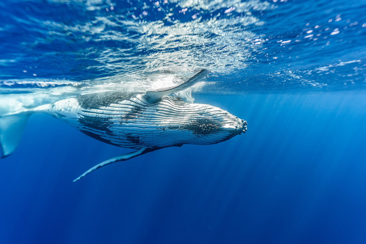 <br><h4>UNDERWATER ENCOUNTERS</h4>Whales. Sharks. Silence.