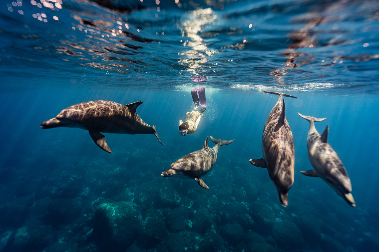 <br><h1>Dolphin</h4>Japan