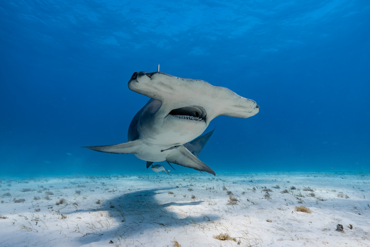<br><h1>Hammer shark Safari</h4>Dozens of Sharks