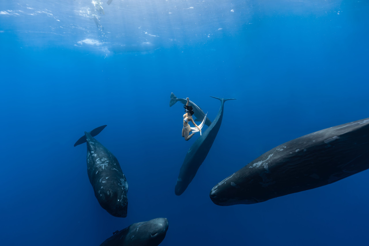 <br><h1>Sperm whale</h4>Pacific ocean
