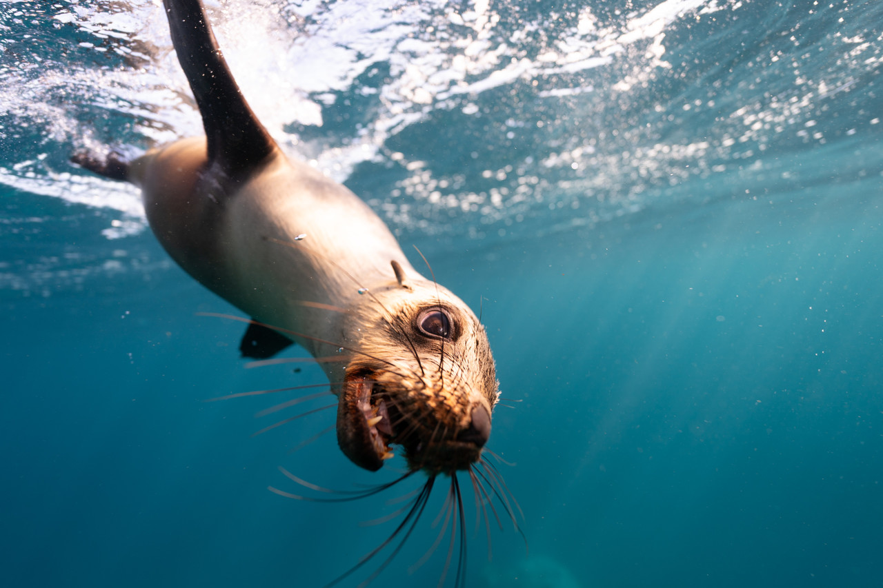 <br><h1>Seal</h4>Australia