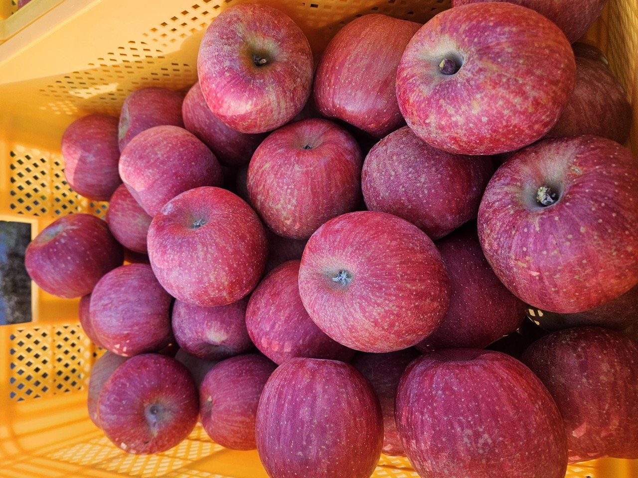 <h5><span style="color: rgb(255, 255, 255);"><strong>합천 사과<br>‘20kg 42만 원’<br> 전국 경매 최고가</strong></span></h5>