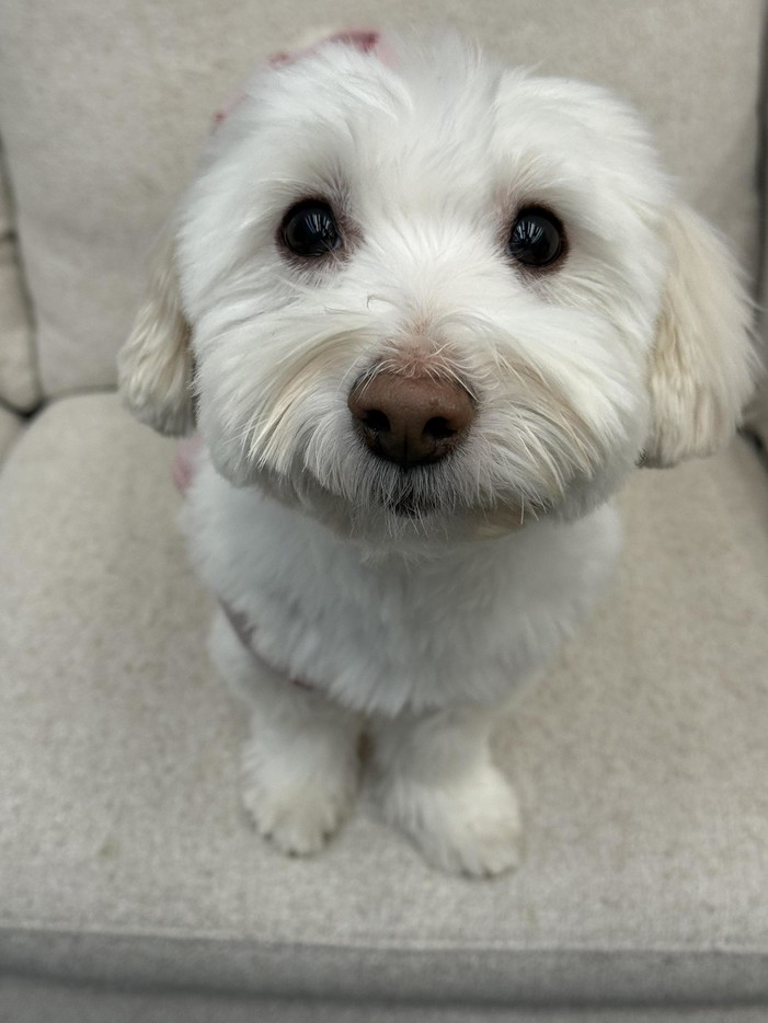 pet
