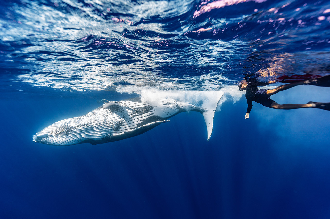 <br><h1>humpback whale</h4>Oceania