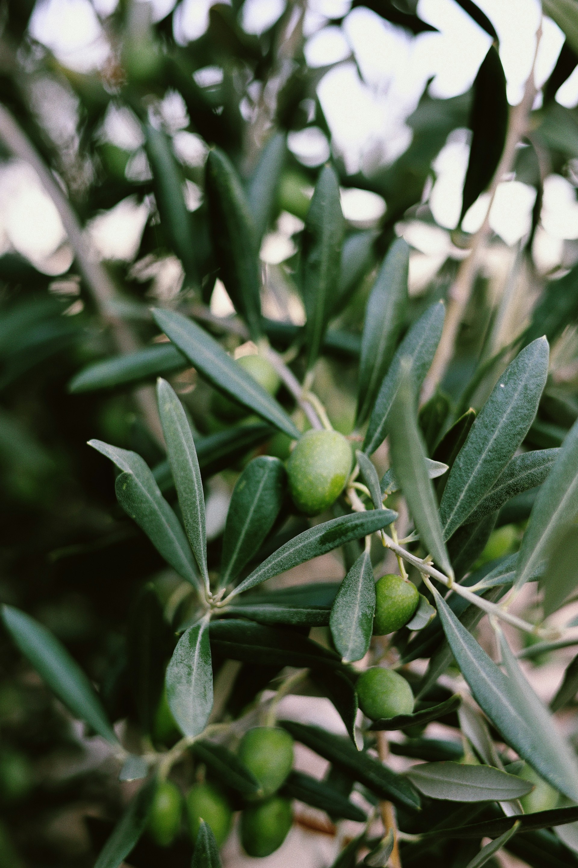 mobile background