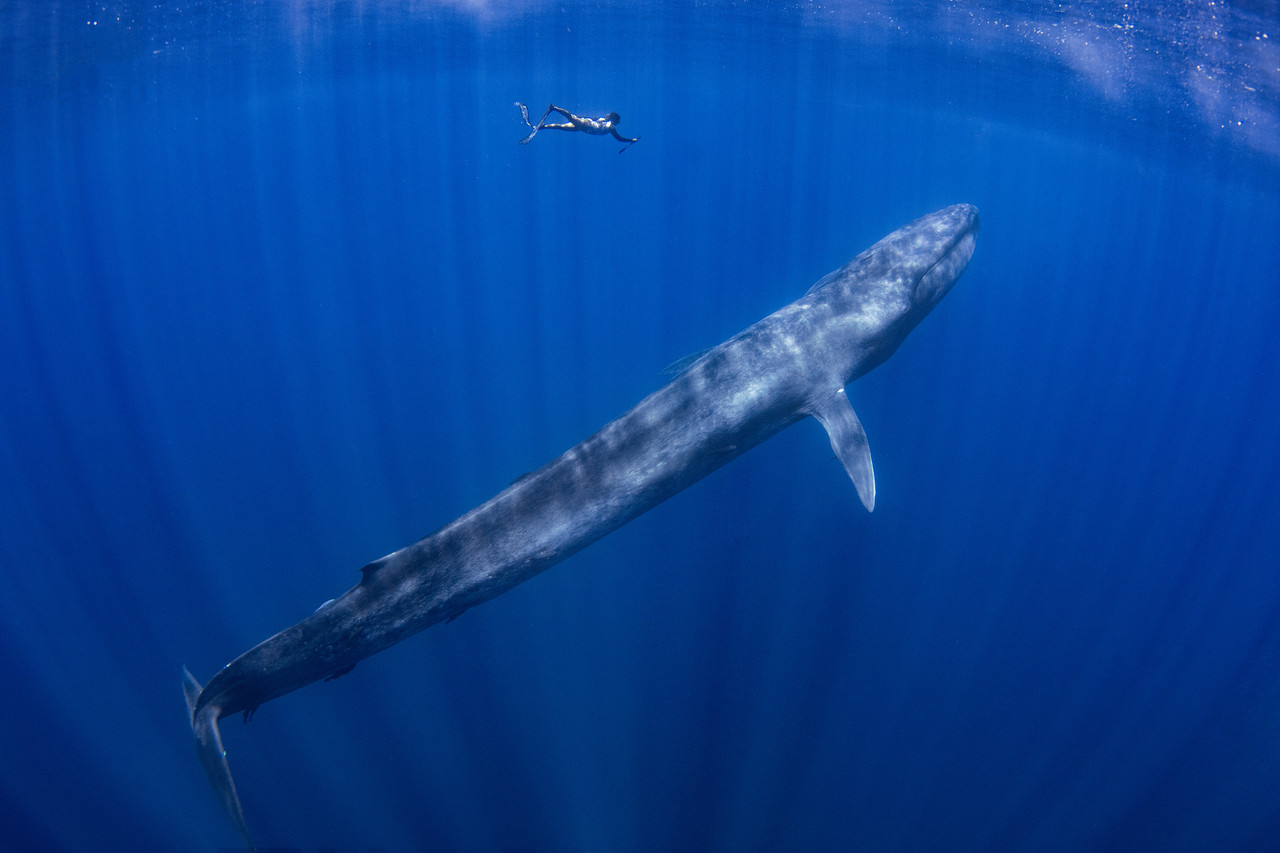 <br><h1>Blue Whale</h4>Indian Ocean