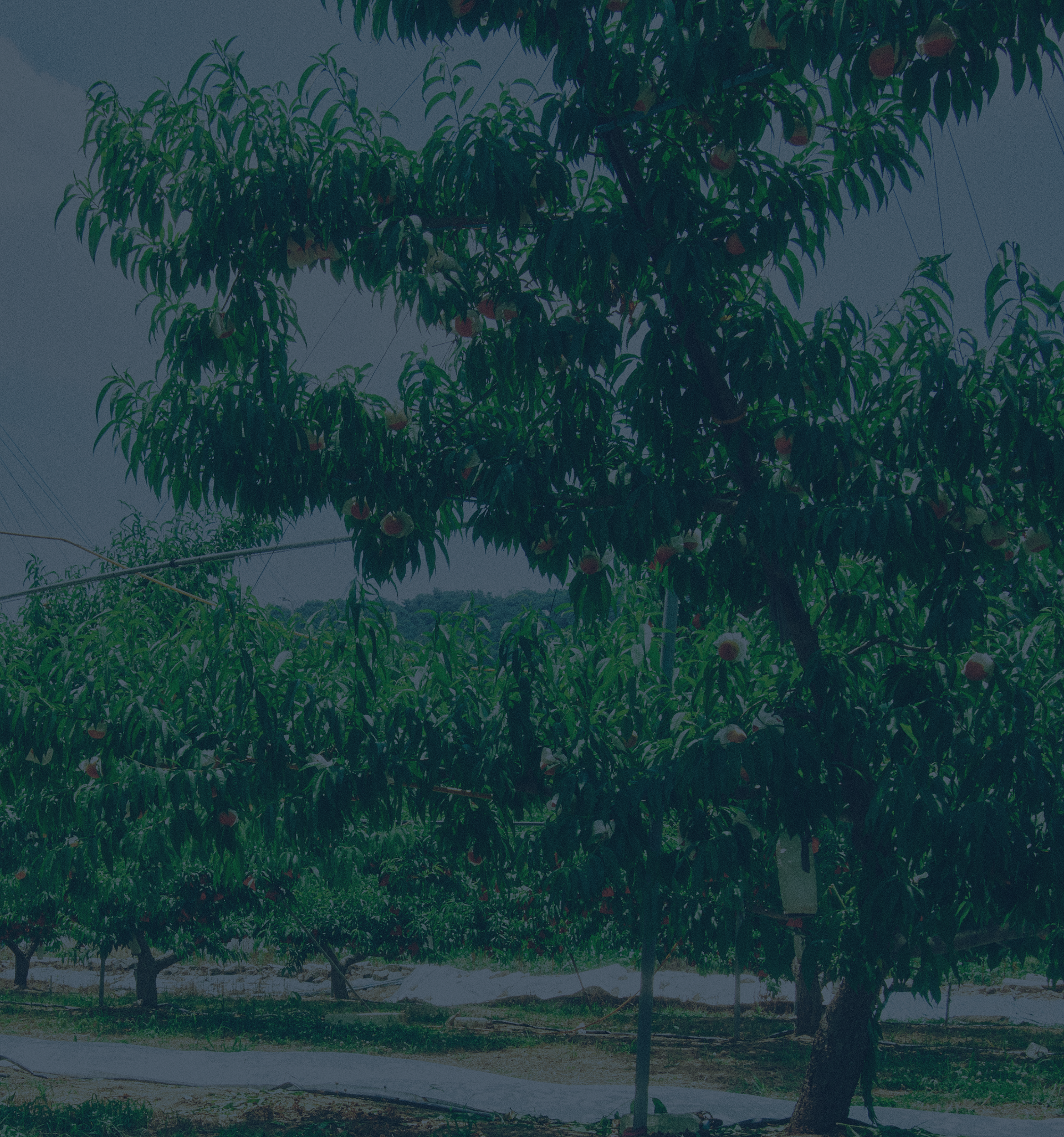 mobile background