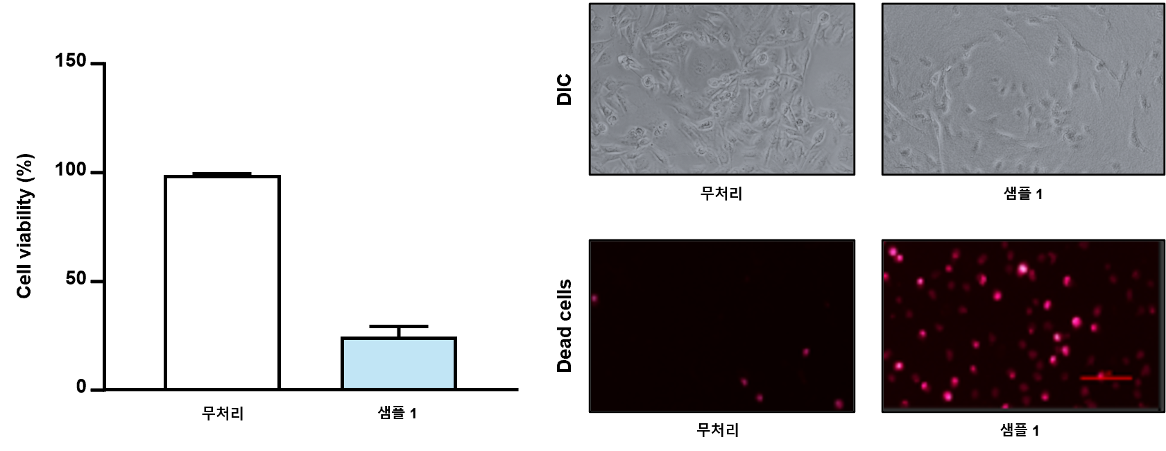 세포독성 평가 서비스 결과예시