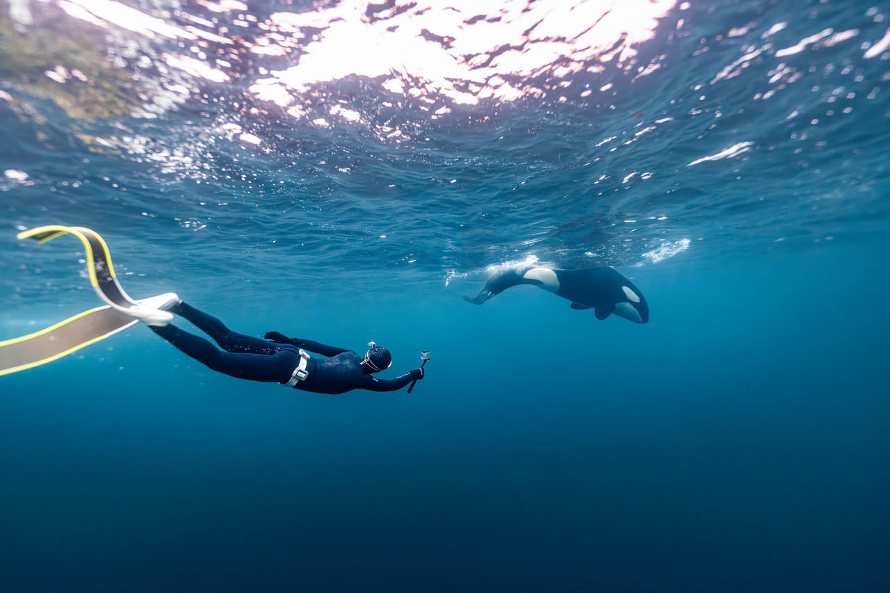 <br><h1>Arctic<br><h5>Orca