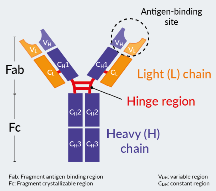 [InvivoGen] List of Antibodies by Target : Invivogen 제품 소개