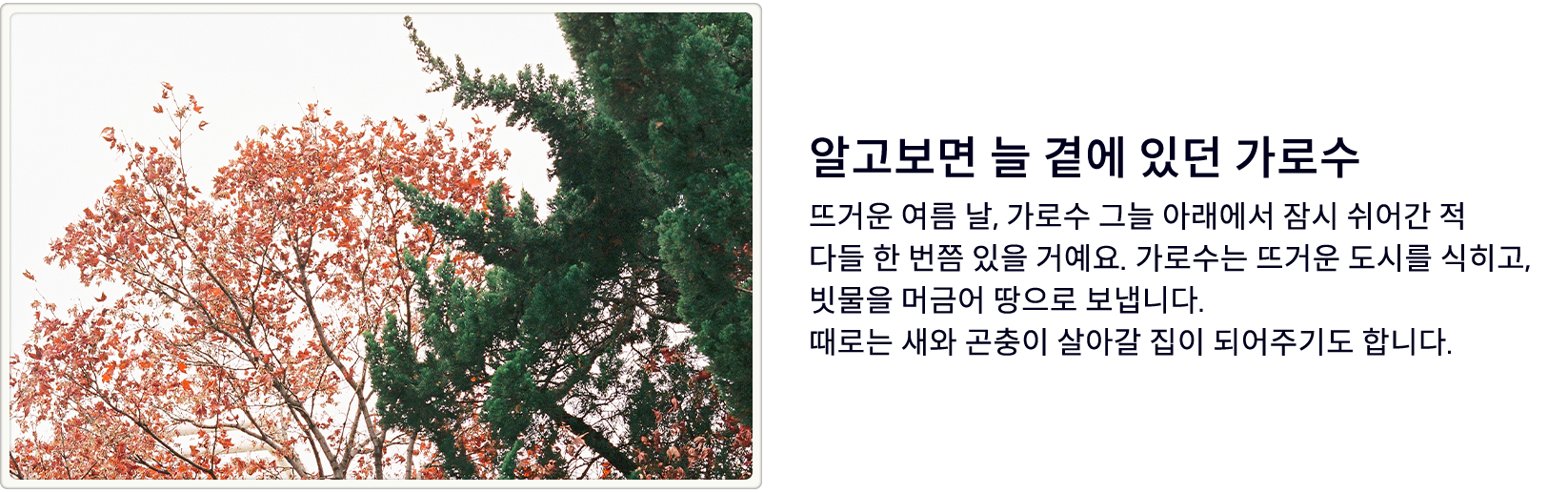 알고보면 늘 곁에 있던 가로수. 뜨거운 여름 날, 가로수 그늘 아래에서 잠시 쉬어간 적 다들 한 번쯤 있을 거예요. 가로수는 뜨거운 도시를 식히고, 빗물을 머금어 땅으로 보냅니다. 때로는 새와 곤충이 살아갈 집이 되어주기도 합니다