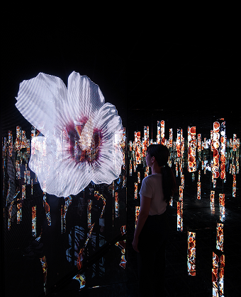 SEED HIBISCUS, 무한한 가능성을 품은 씨앗의 여정. - 아르떼뮤지엄 부산