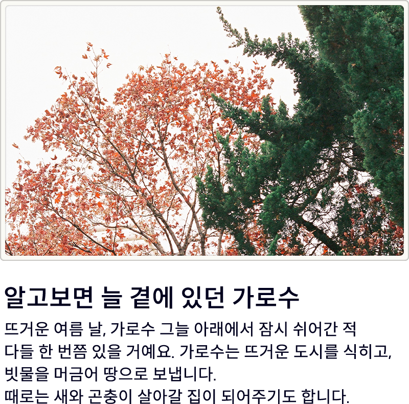 알고보면 늘 곁에 있던 가로수. 뜨거운 여름 날, 가로수 그늘 아래에서 잠시 쉬어간 적 다들 한 번쯤 있을 거예요. 가로수는 뜨거운 도시를 식히고, 빗물을 머금어 땅으로 보냅니다. 때로는 새와 곤충이 살아갈 집이 되어주기도 합니다