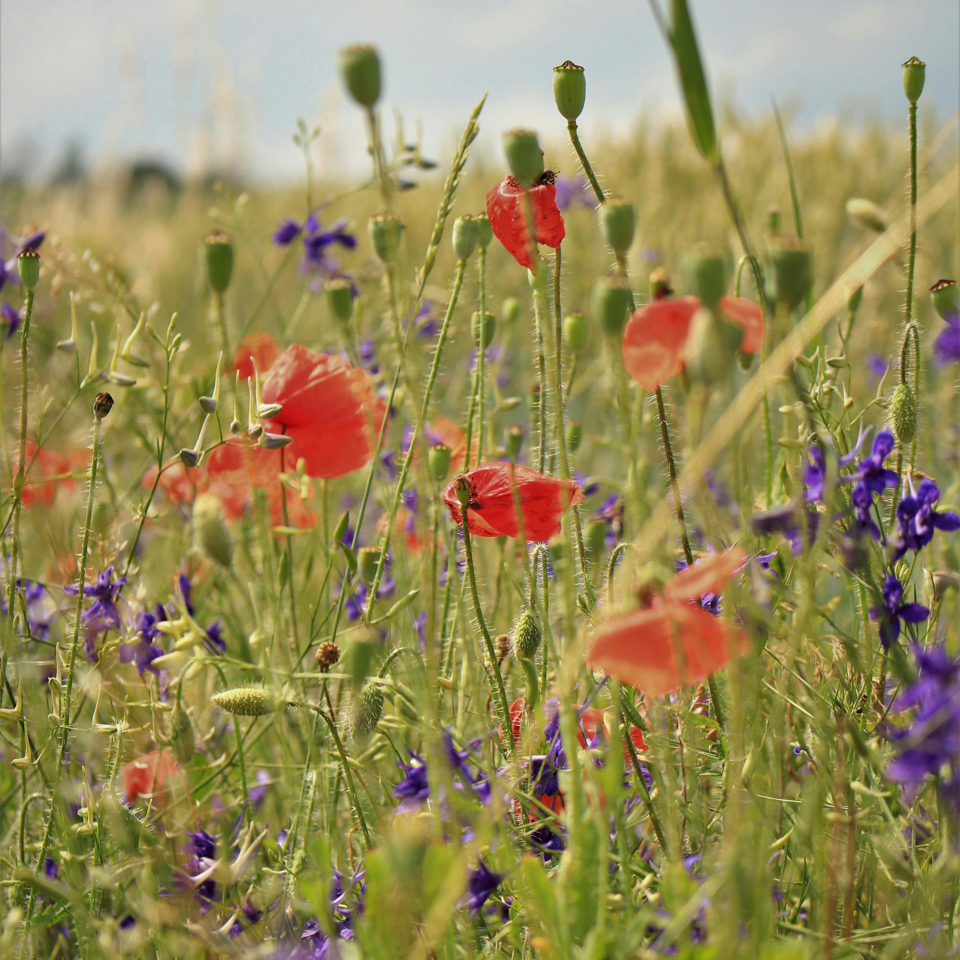 <span style="   line-height: 1em;   font-size: 14px;   letter-spacing: 0.5px;   border: 1px solid white;   margin-bottom: 10px;   padding: 8px;   display: inline-block; ">Life Edition</span><br> 새 봄을 반기는 방법