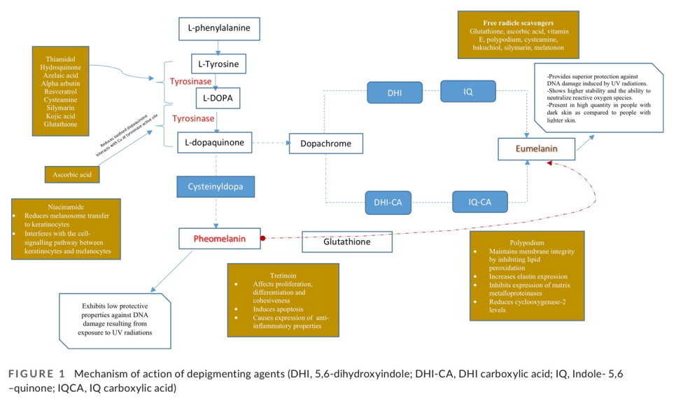 Charoo NA. Hyperpigmentation: Looking beyond hydroquinone. J Cosmet Dermatol. 2022 Oct;21(10):4133-4145. doi: 10.1111/jocd.14746. Epub 2022 Jan 12. PMID: 35020267