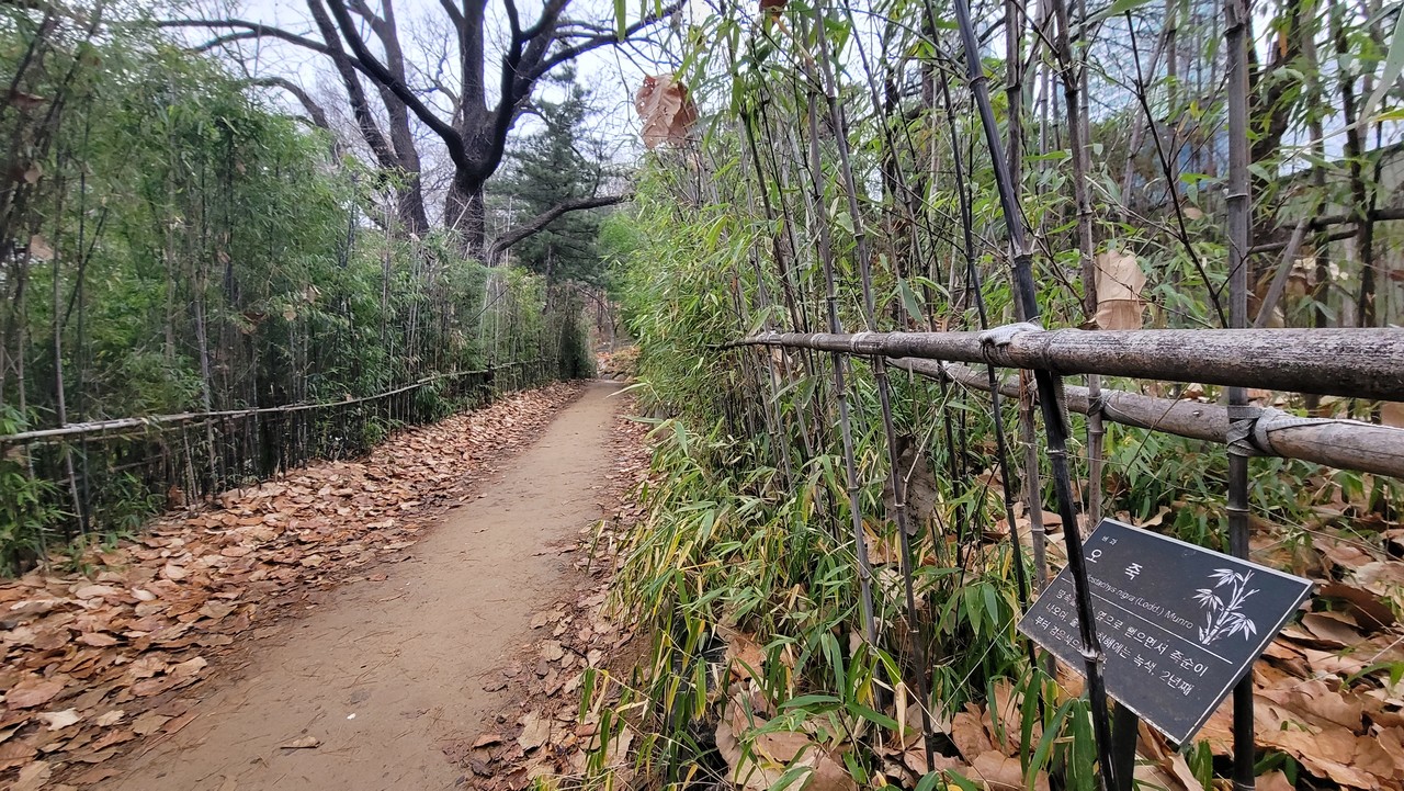 대숲소리 들려오는 서울 봉은사 명상길