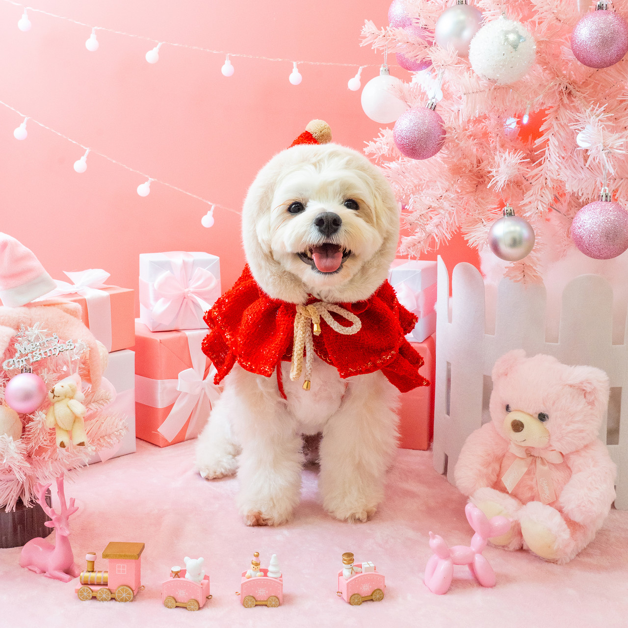 3355스튜디오 강아지 컨셉사진