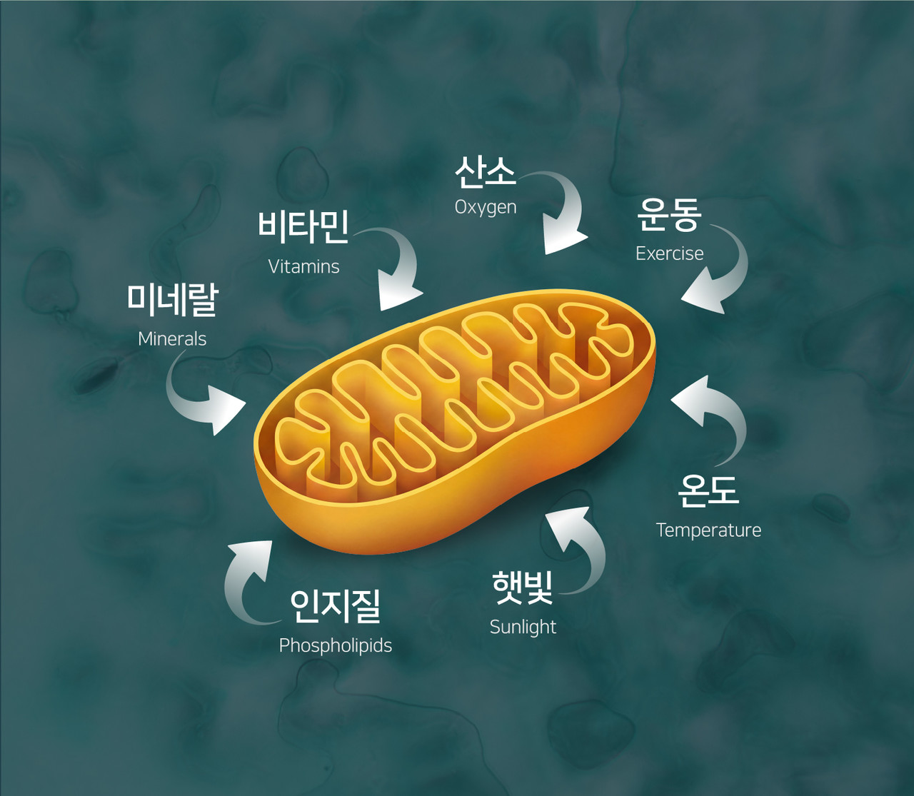 미토콘드리아 재생