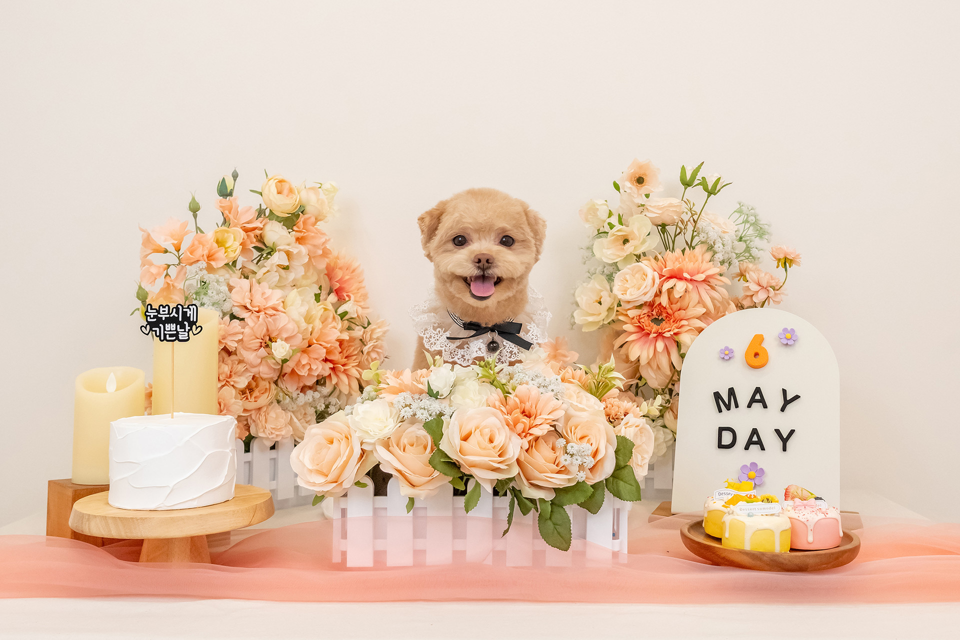 3355스튜디오 강아지 컨셉사진