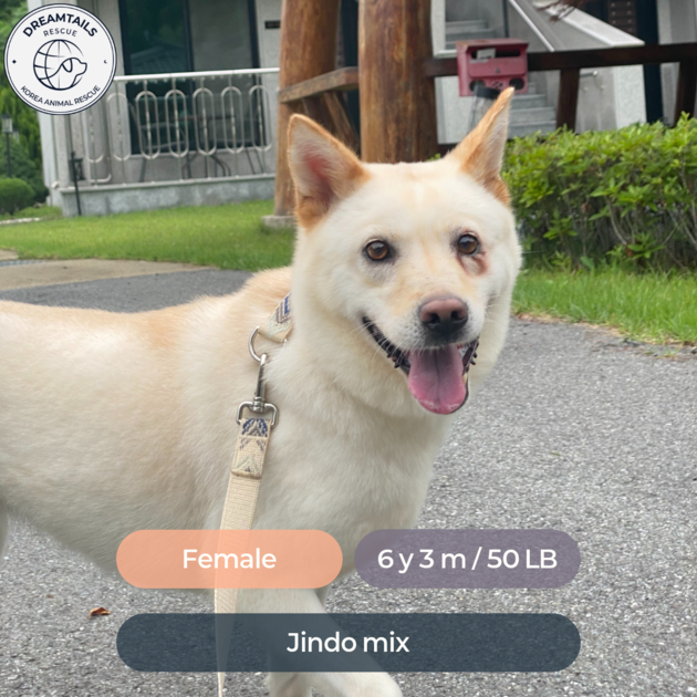 CHOCO : Dreamtailsrescue | Adoptable
