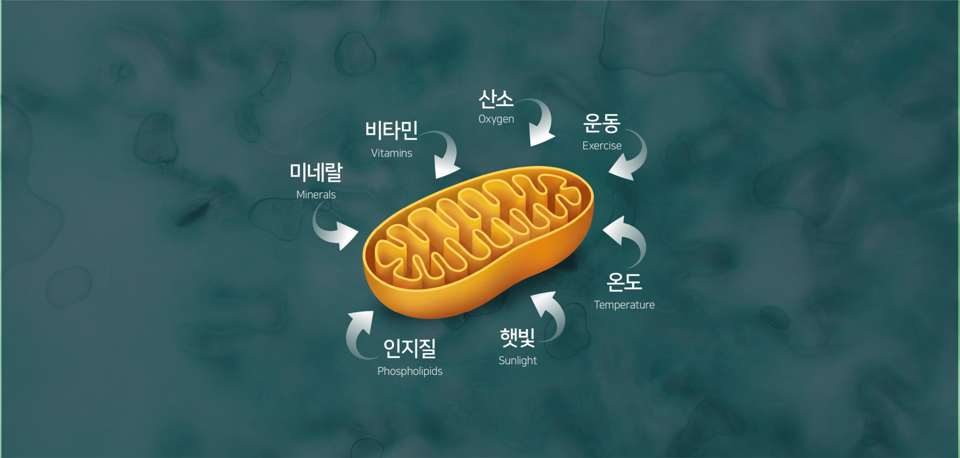 미토콘드리아 재생