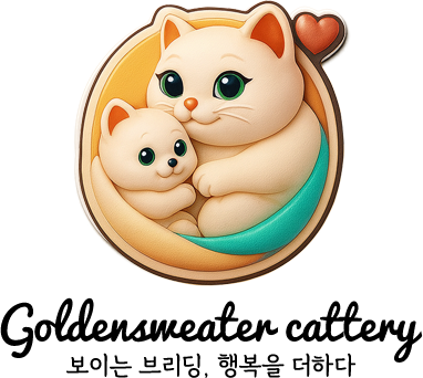 골든스웨터 캐터리 - 부모묘확인 ❤️ 일산,파주,김포,인천,고양이분양