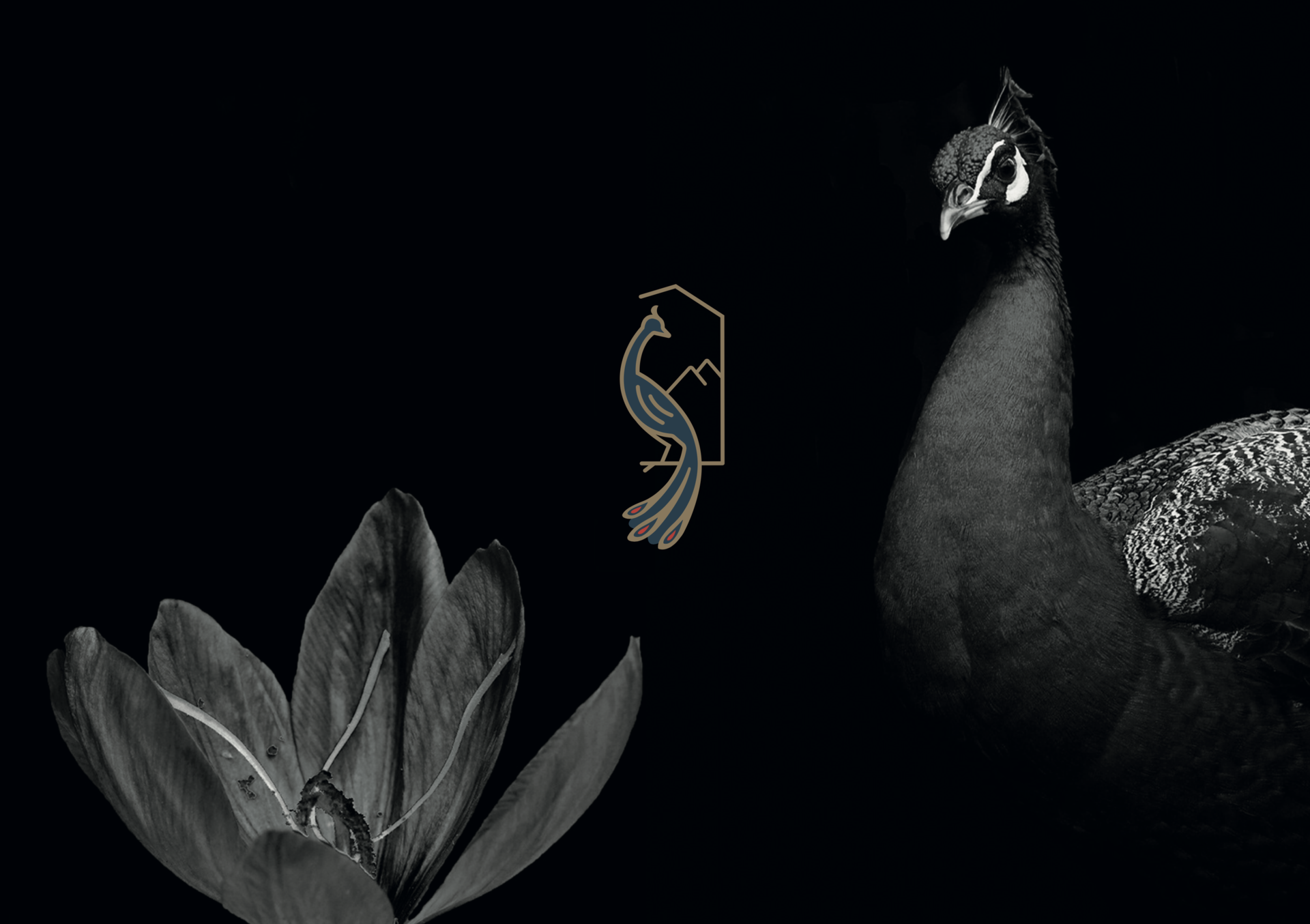 mobile background