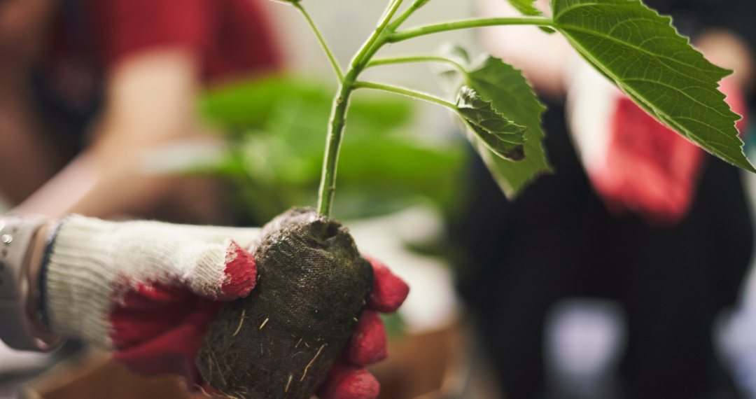 퍼시스그룹 묘목기부 사례