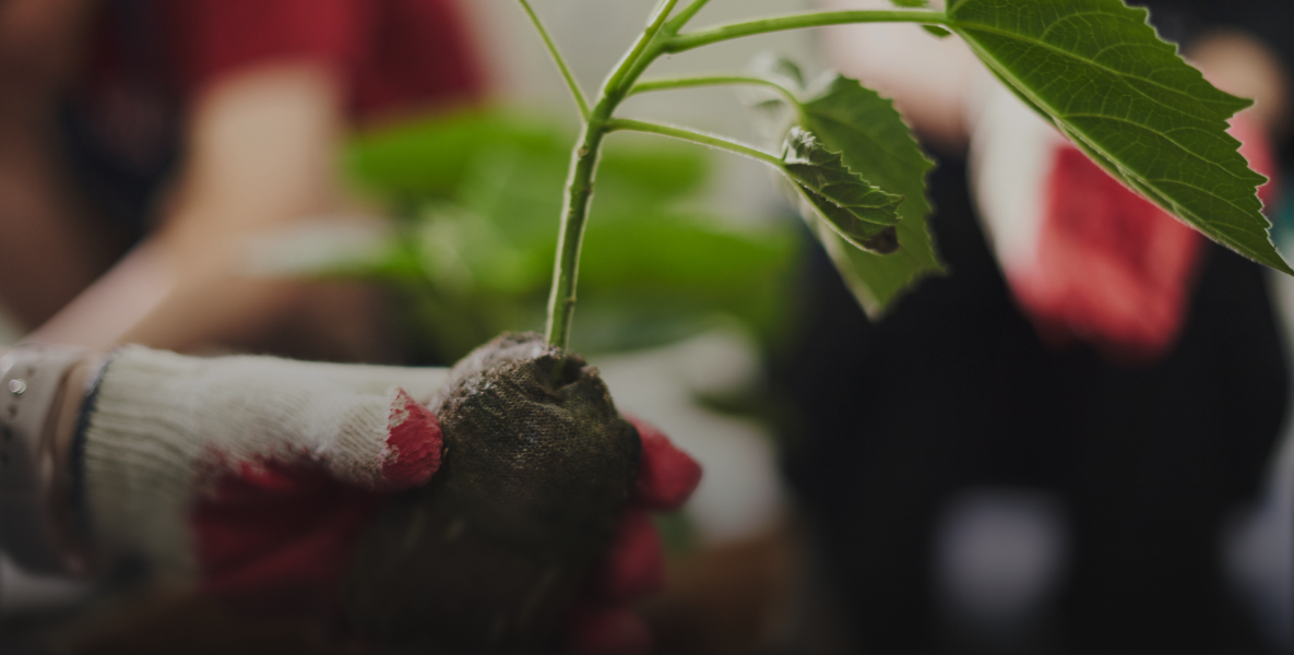 퍼시스그룹 묘목기부 사례