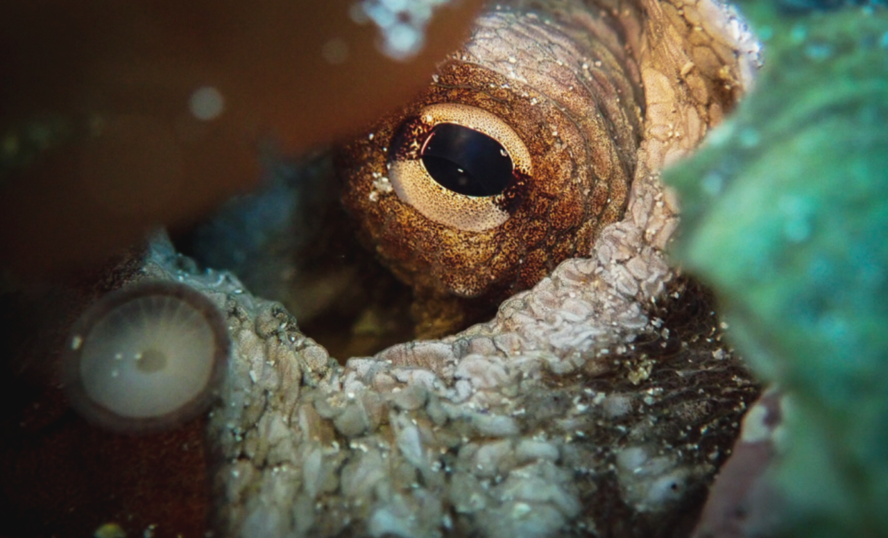 <br><h1>Great African Sea Forest</h4>The Living Ocean Forest