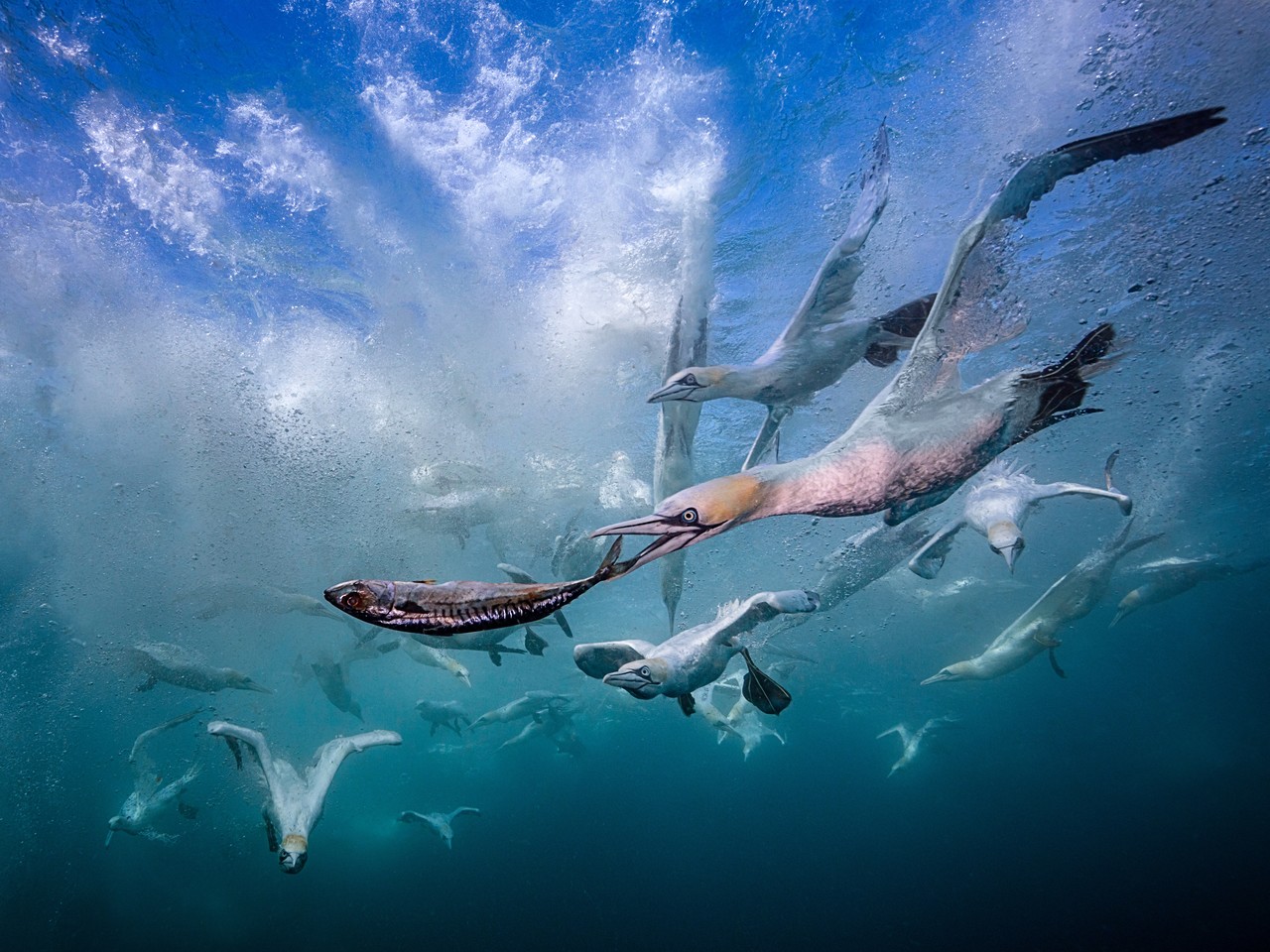 <br><h1>Africa Sardine Run<br><h5>The last sea