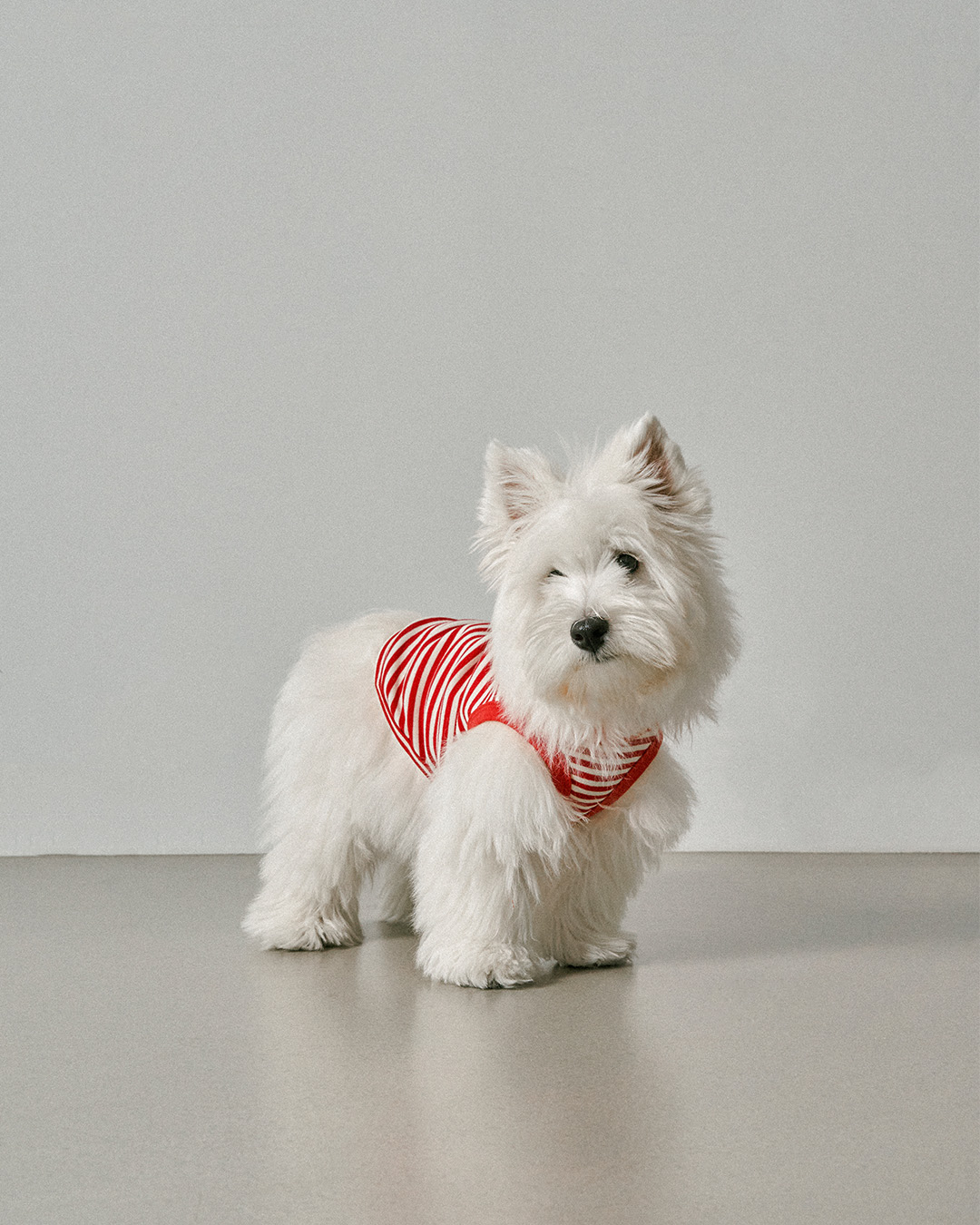 Your everyday stripe