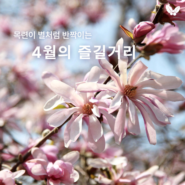 천리포수목원 목련 시즌 안내 썸네일