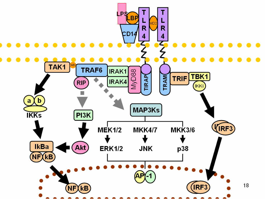 그림 1. Signalling pathway TLR4 