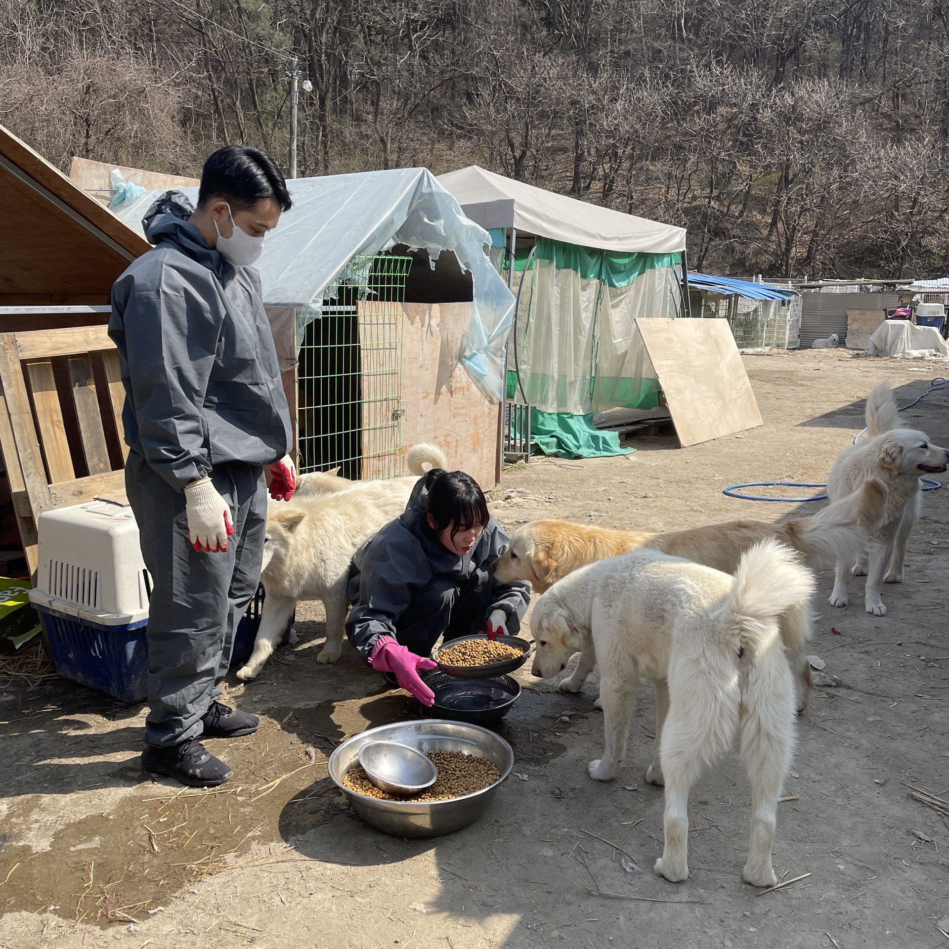 동물 복지 봉사 활동