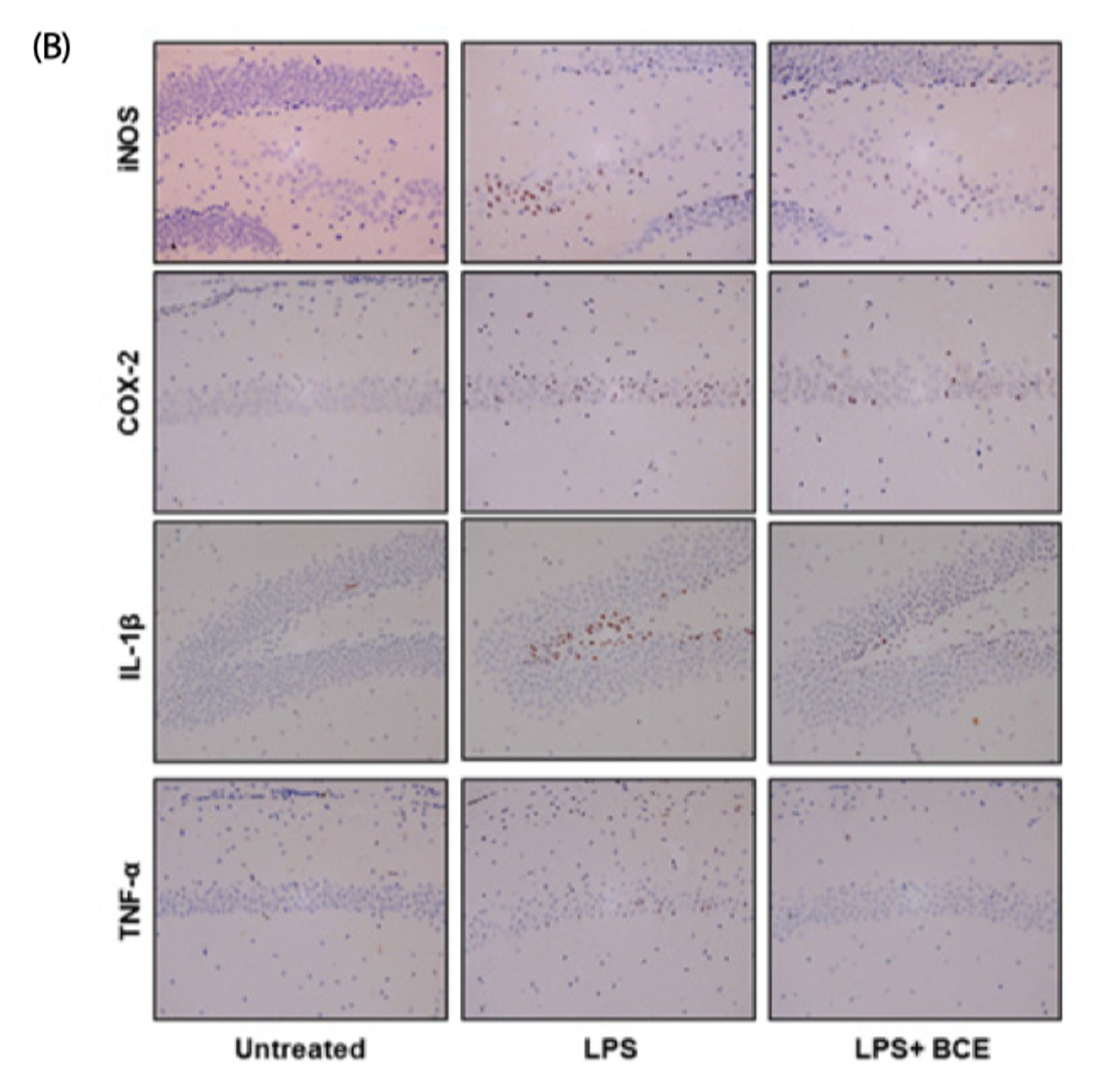 마우스 LPS-induced AD model 2