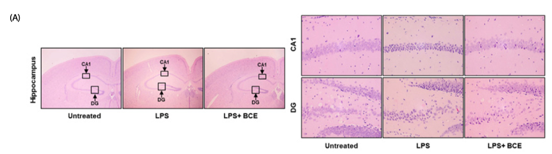 마우스 LPS-induced AD model 1 