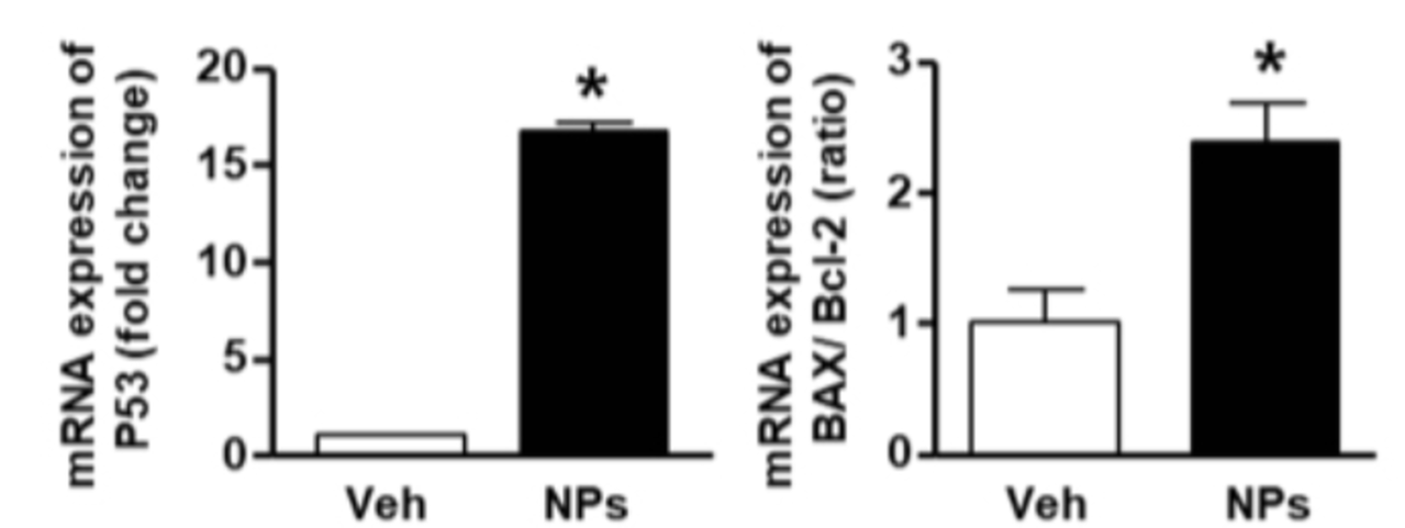 mRNA-expression levels of p53, BAX and Bcl-2
