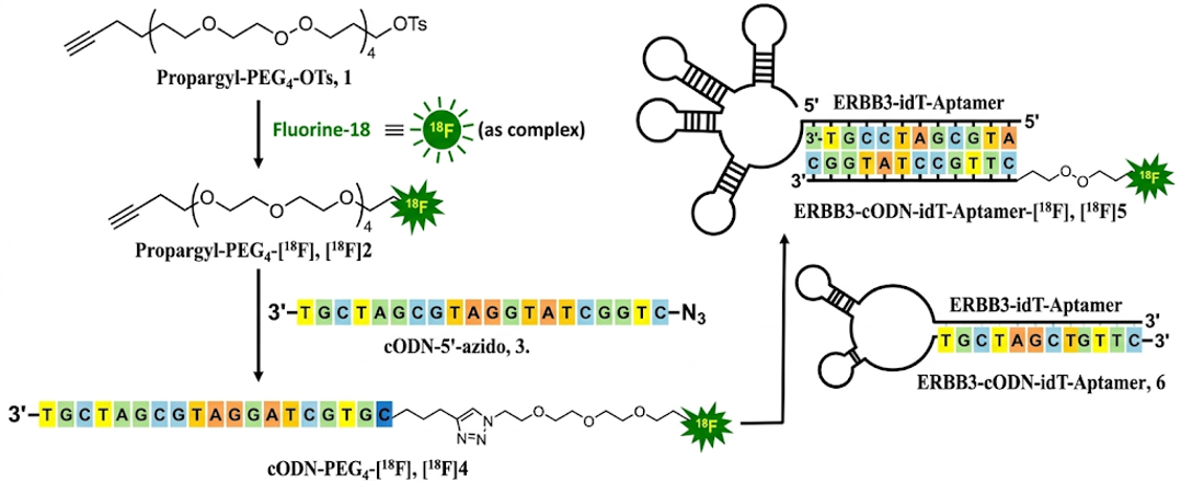 B사 Aptamer